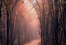 最近12场比赛4胜8负！美媒：东契奇与湖人的蜜月期结束了？.